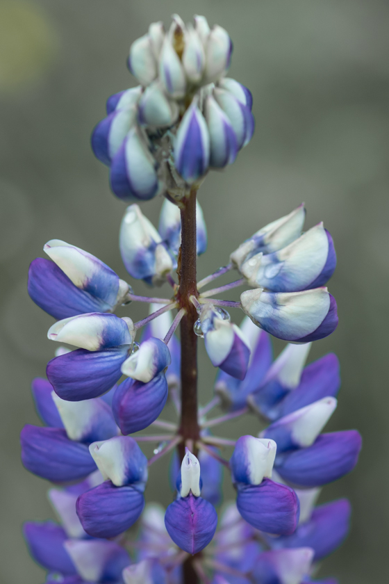 lupinen_heide_03