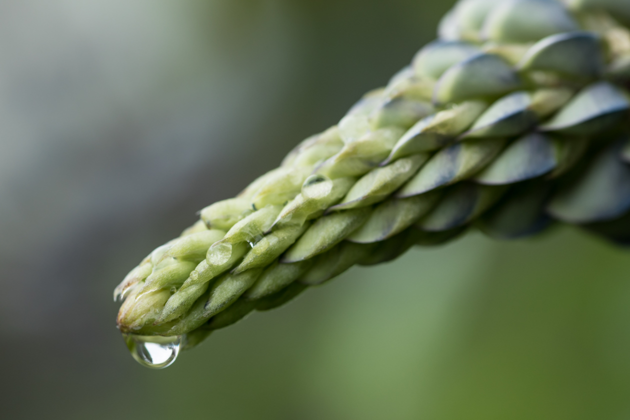 lupinen_heide_05