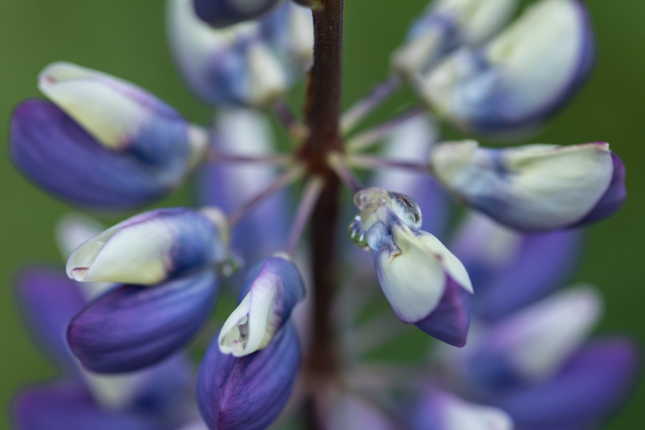 lupinen_heide_06