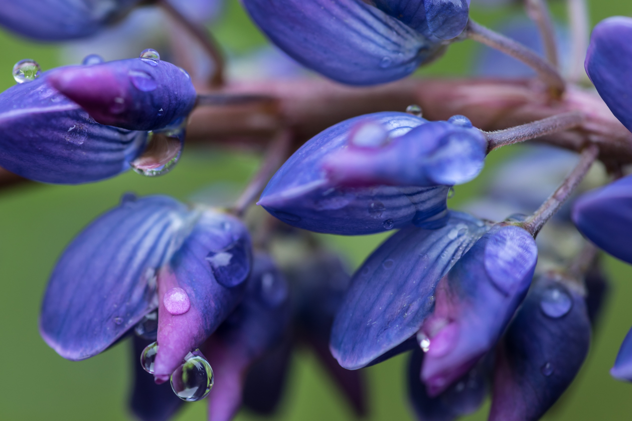 lupinen_heide_09