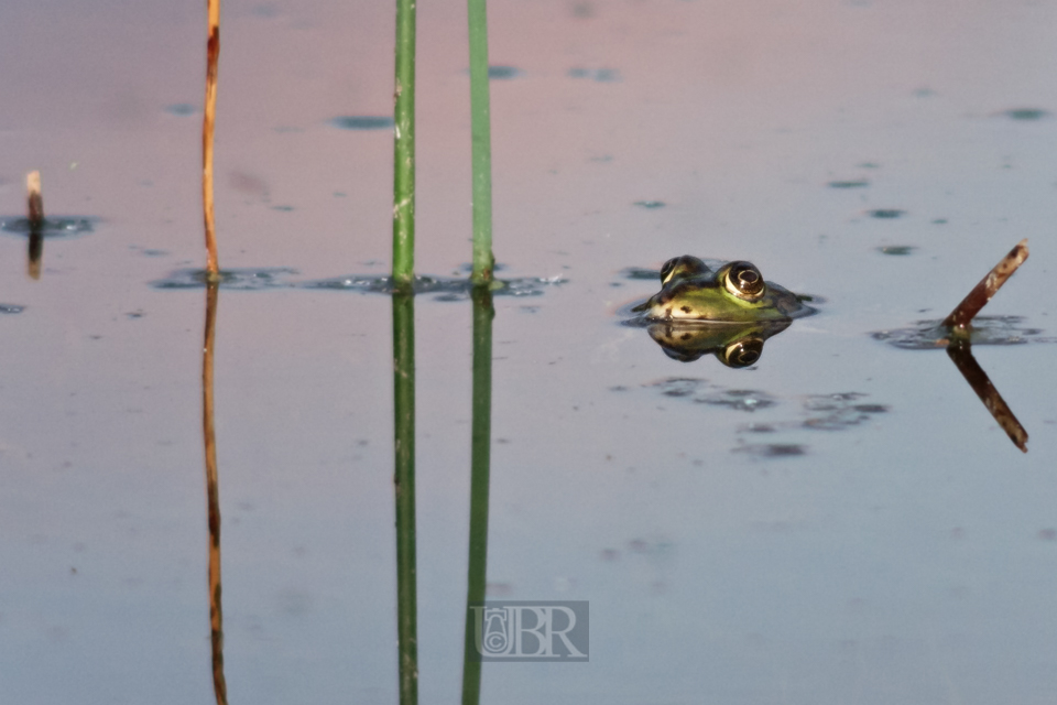 frosch_im_teich_01