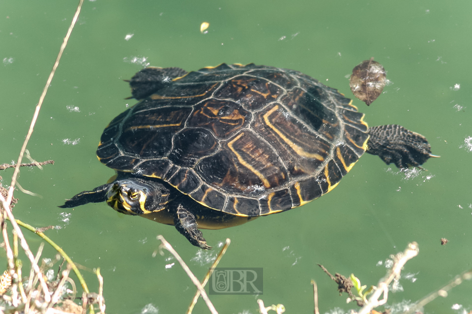 schildkroete_muehlsee_03