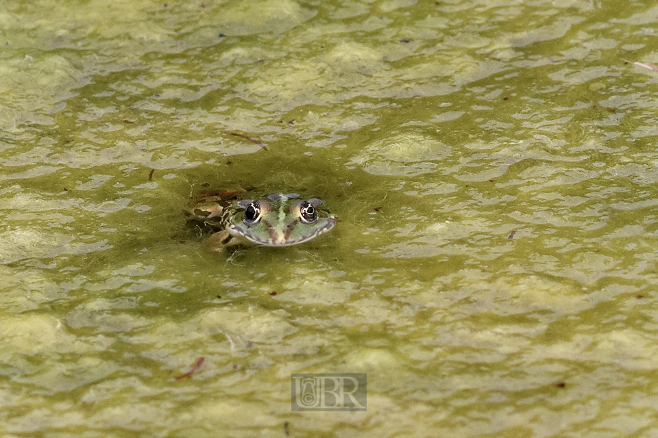 wasserfrosch_03