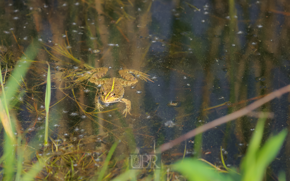 wasserfrosch_201