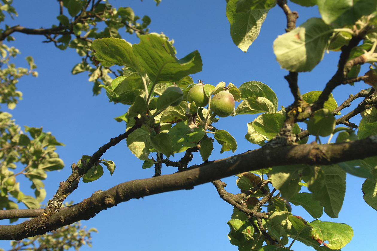 apfel_frucht_01_juni