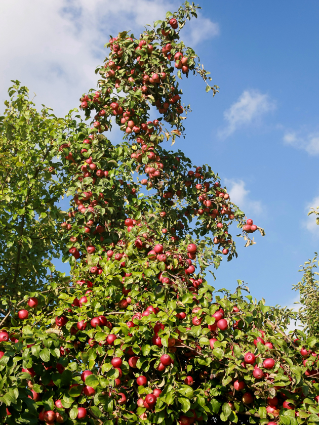 apfelbaum_indisch