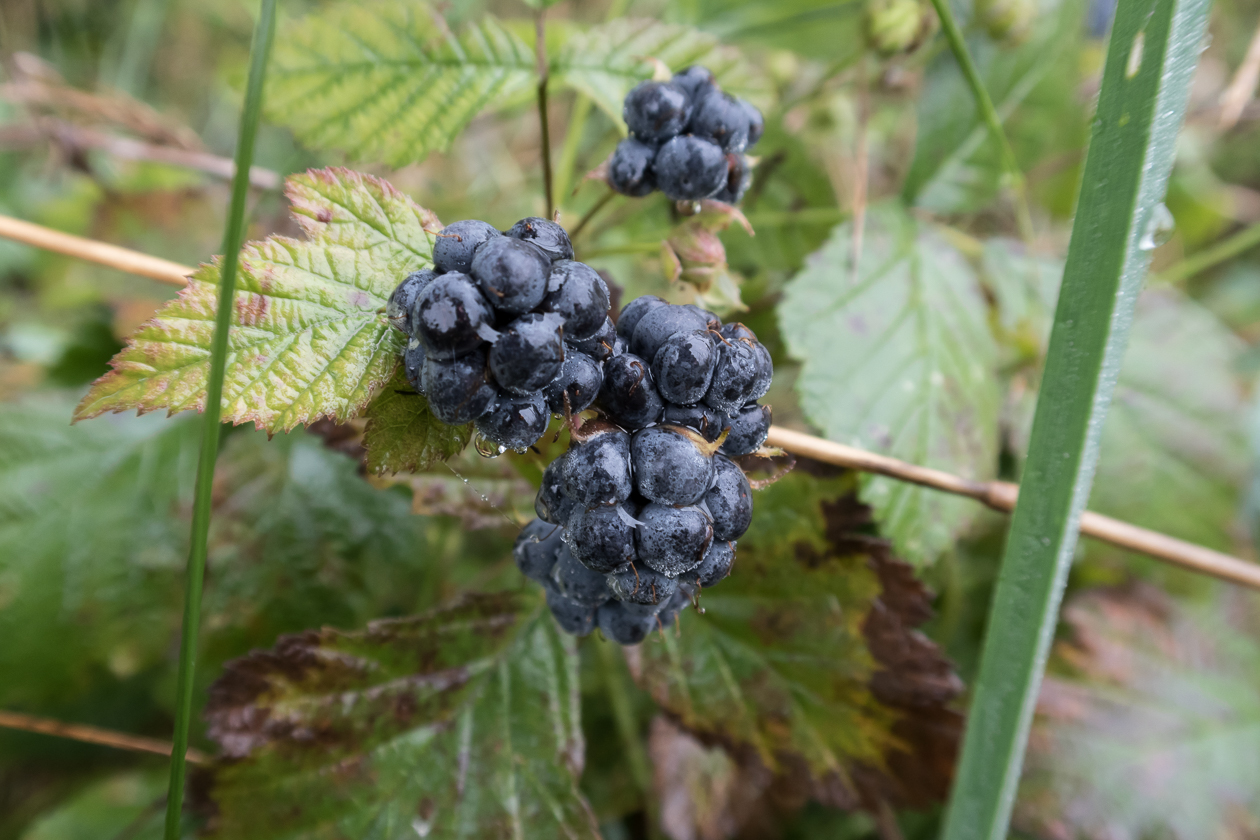 beeren_bei_tau_und_tag_01