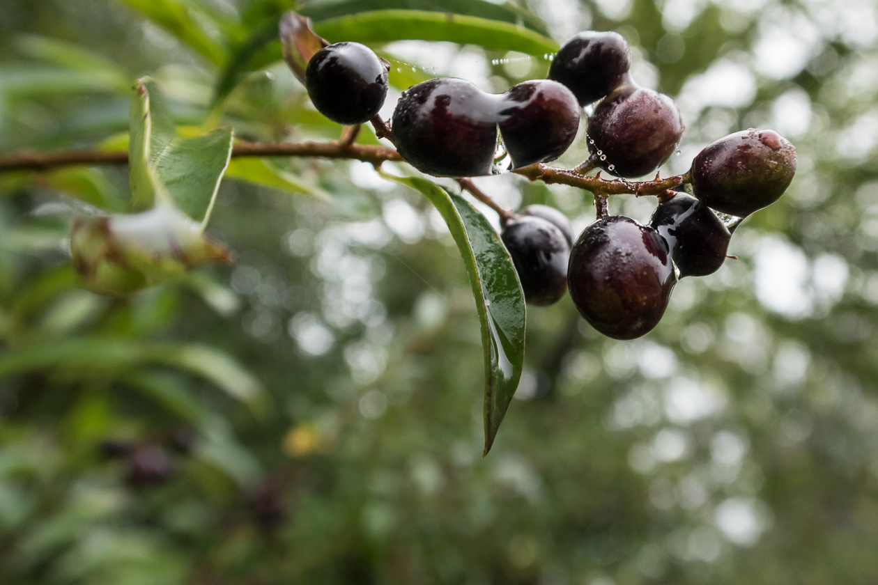 beeren_bei_tau_und_tag_02