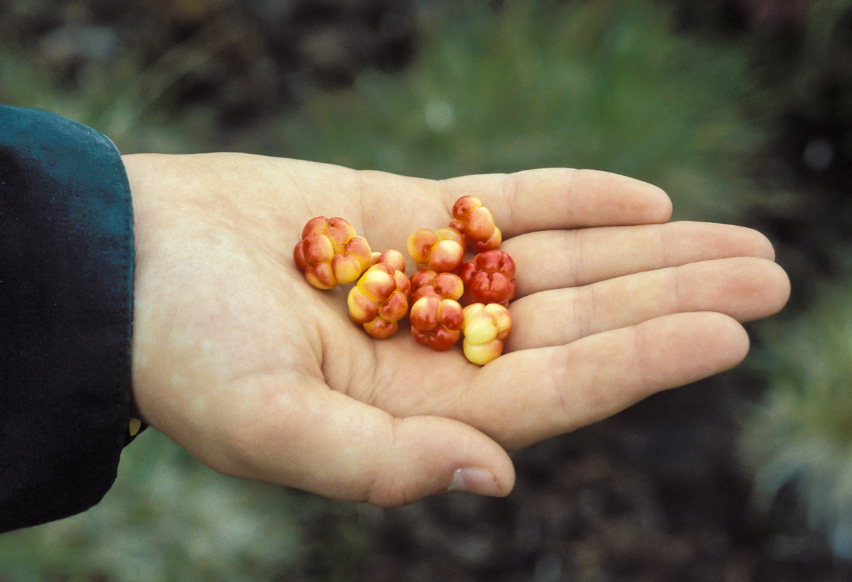 beeren_in_kinderhand