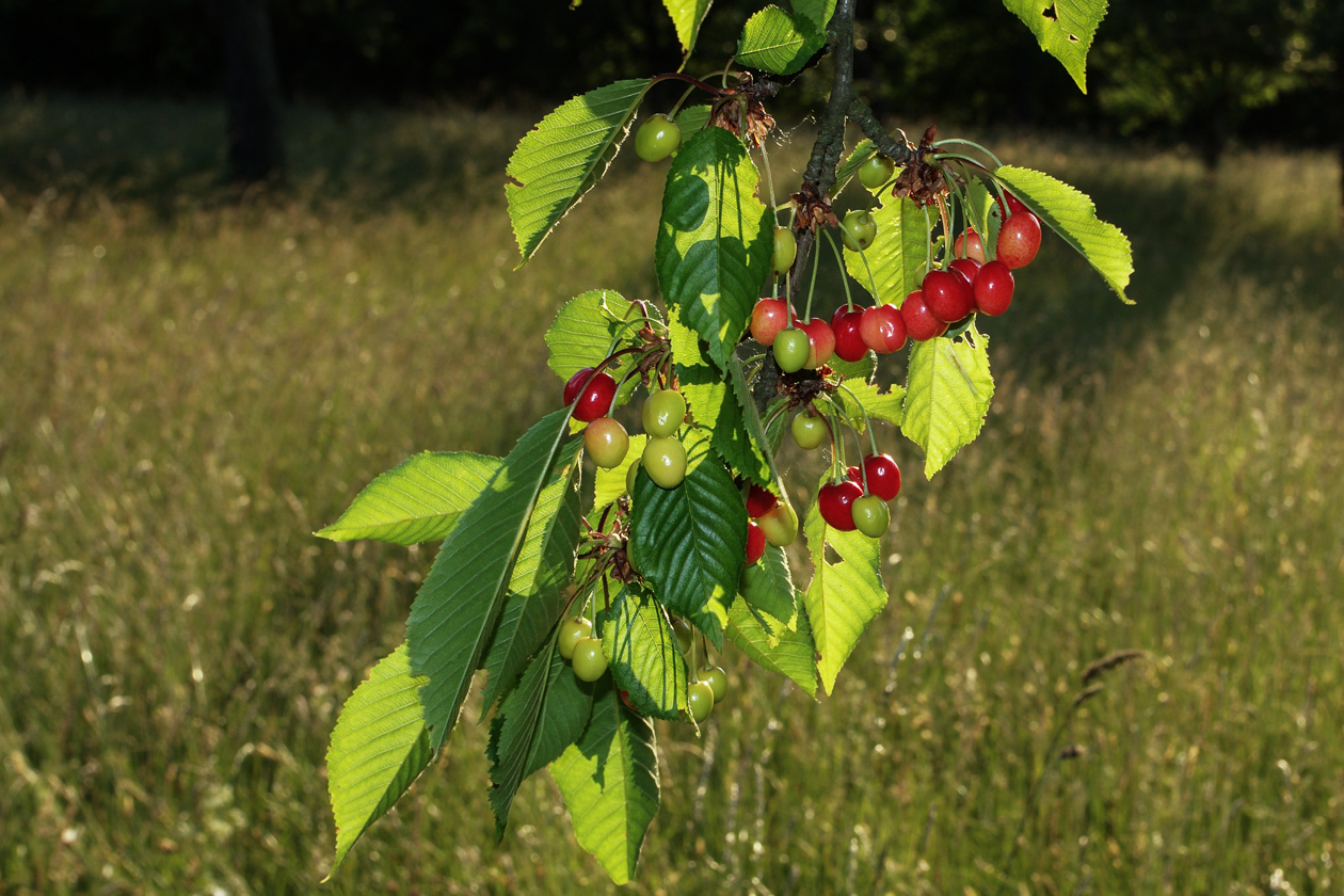 kirschen_am_baum_01_juni