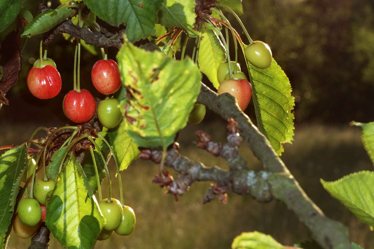 kirschen_am_baum_02_juni