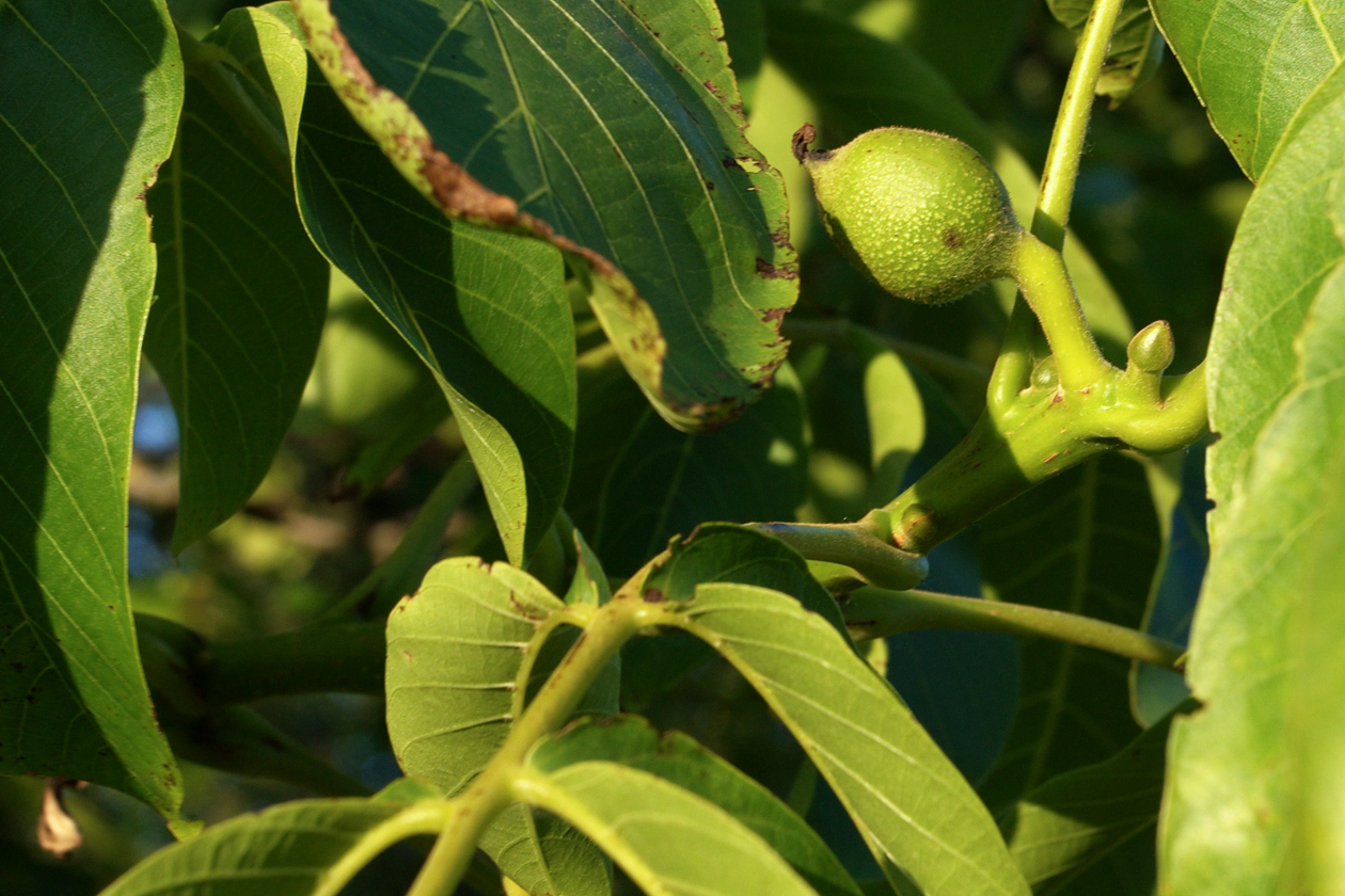 walnuss_am_baum_01_juni