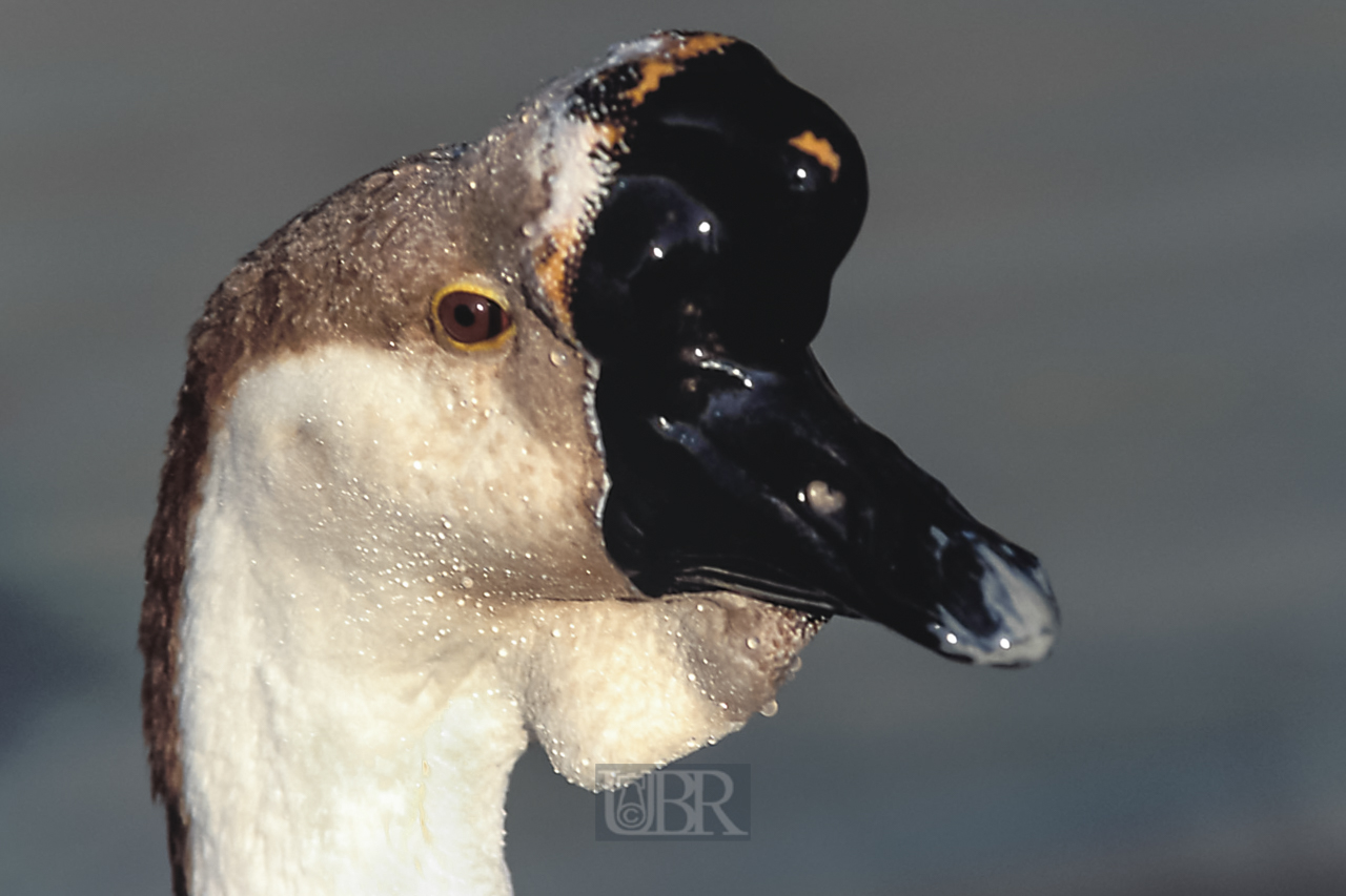 gans_portrait_perschen_01