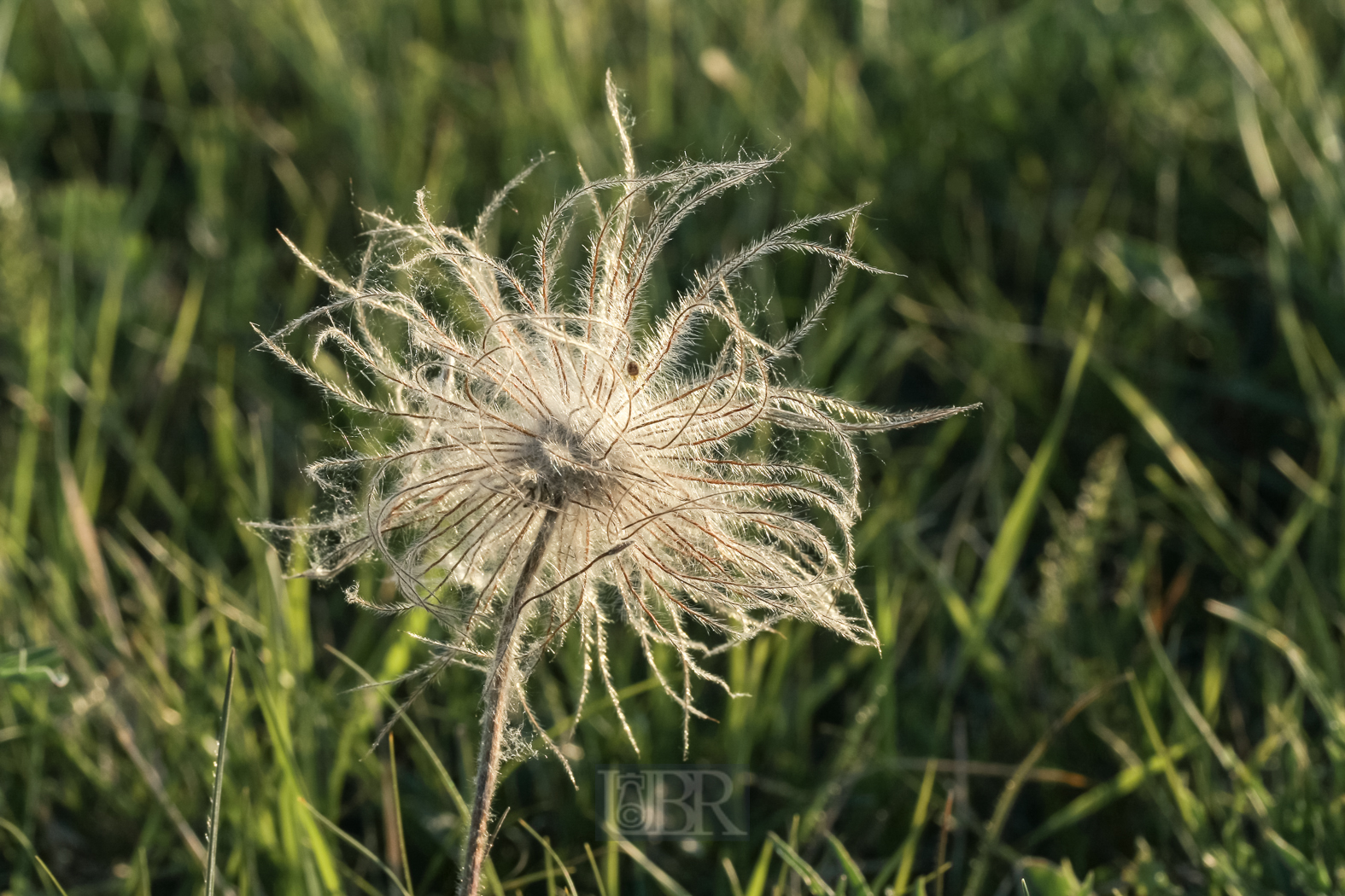 kuhschelle_verblueht_abends