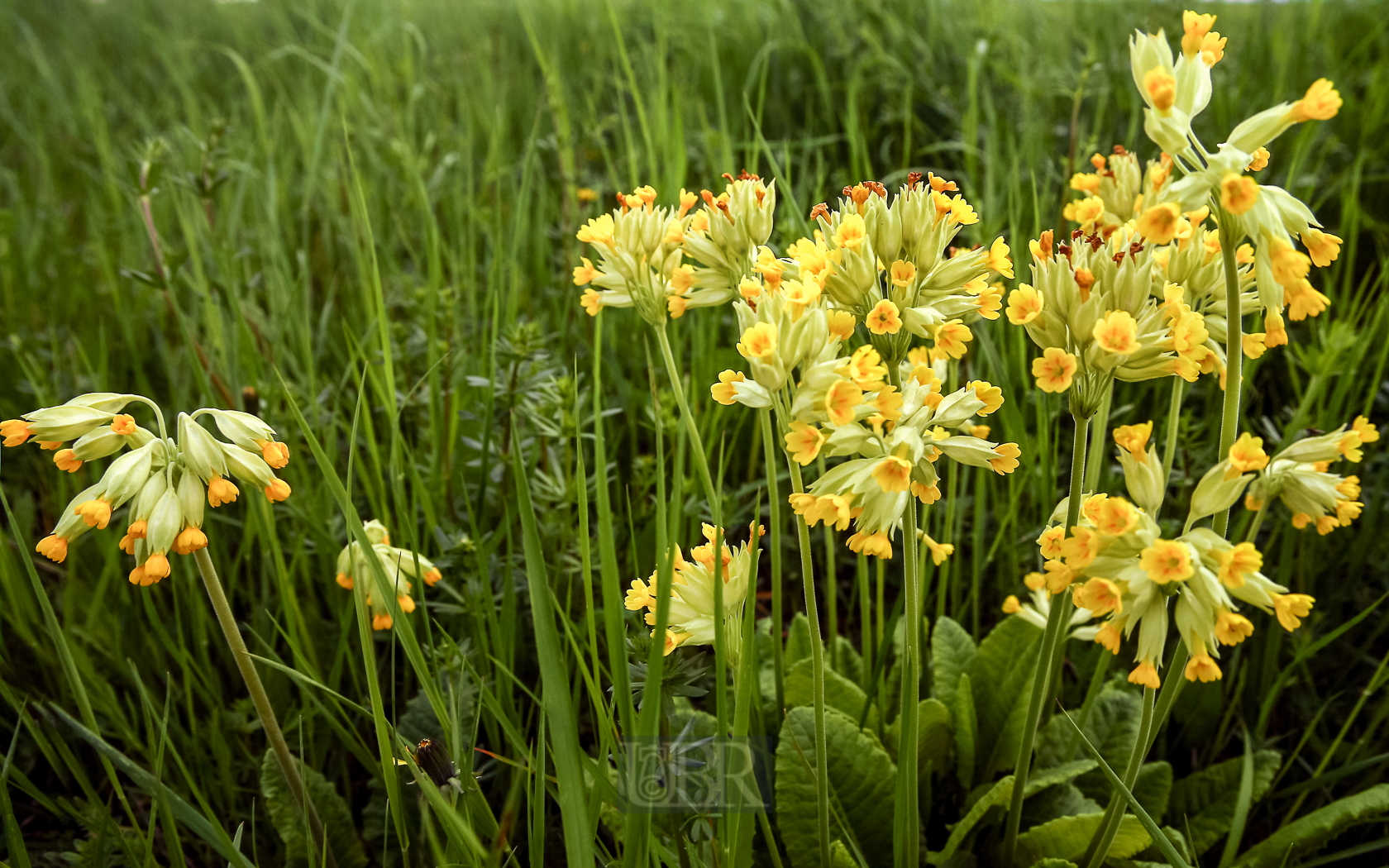 schluesselblumen_5d1