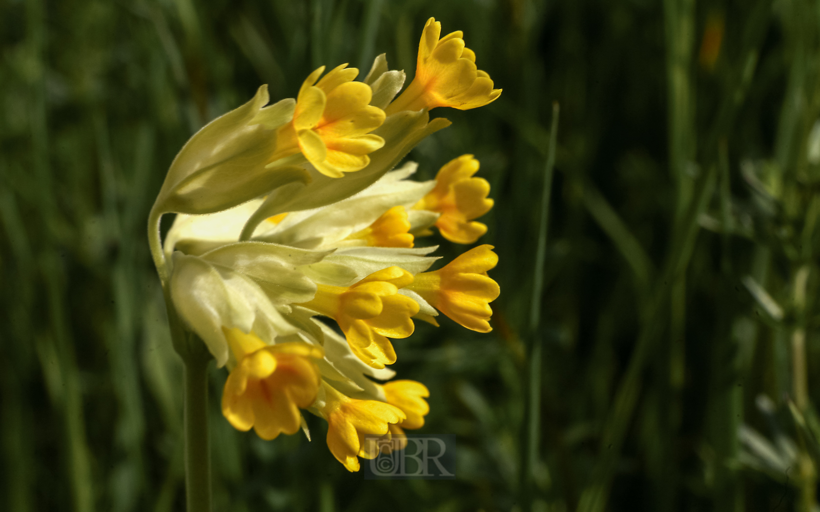 schluesselblumen_5d3