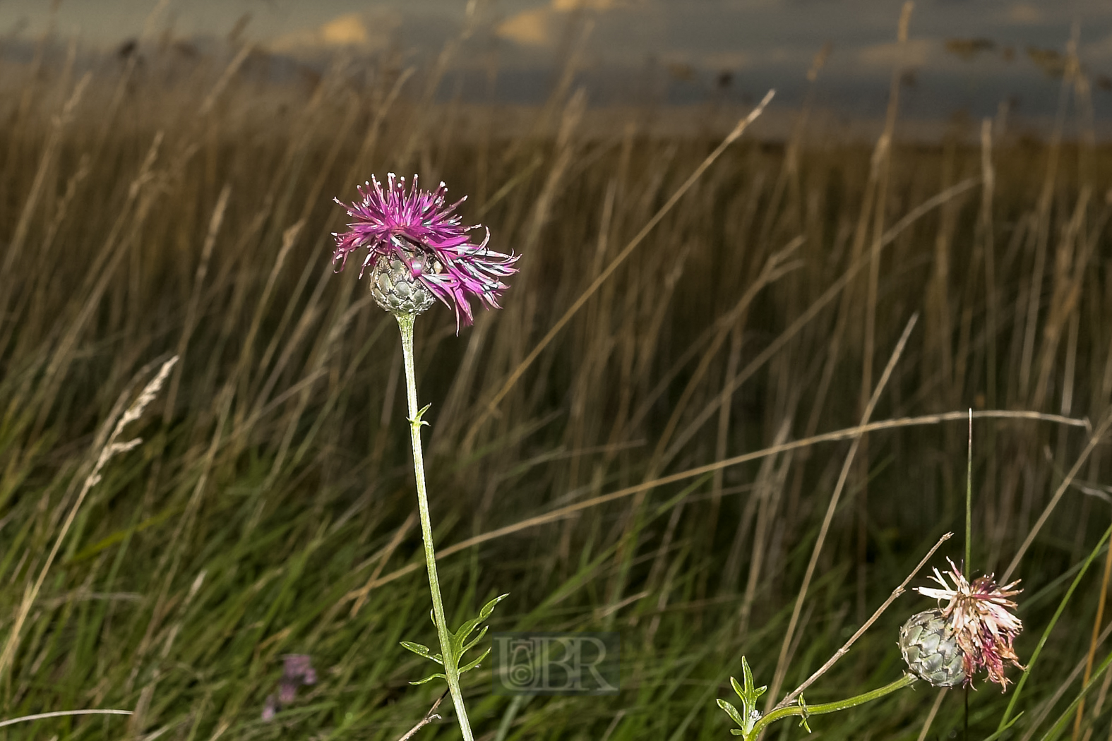 wiesen_flockenblume_geblitzt