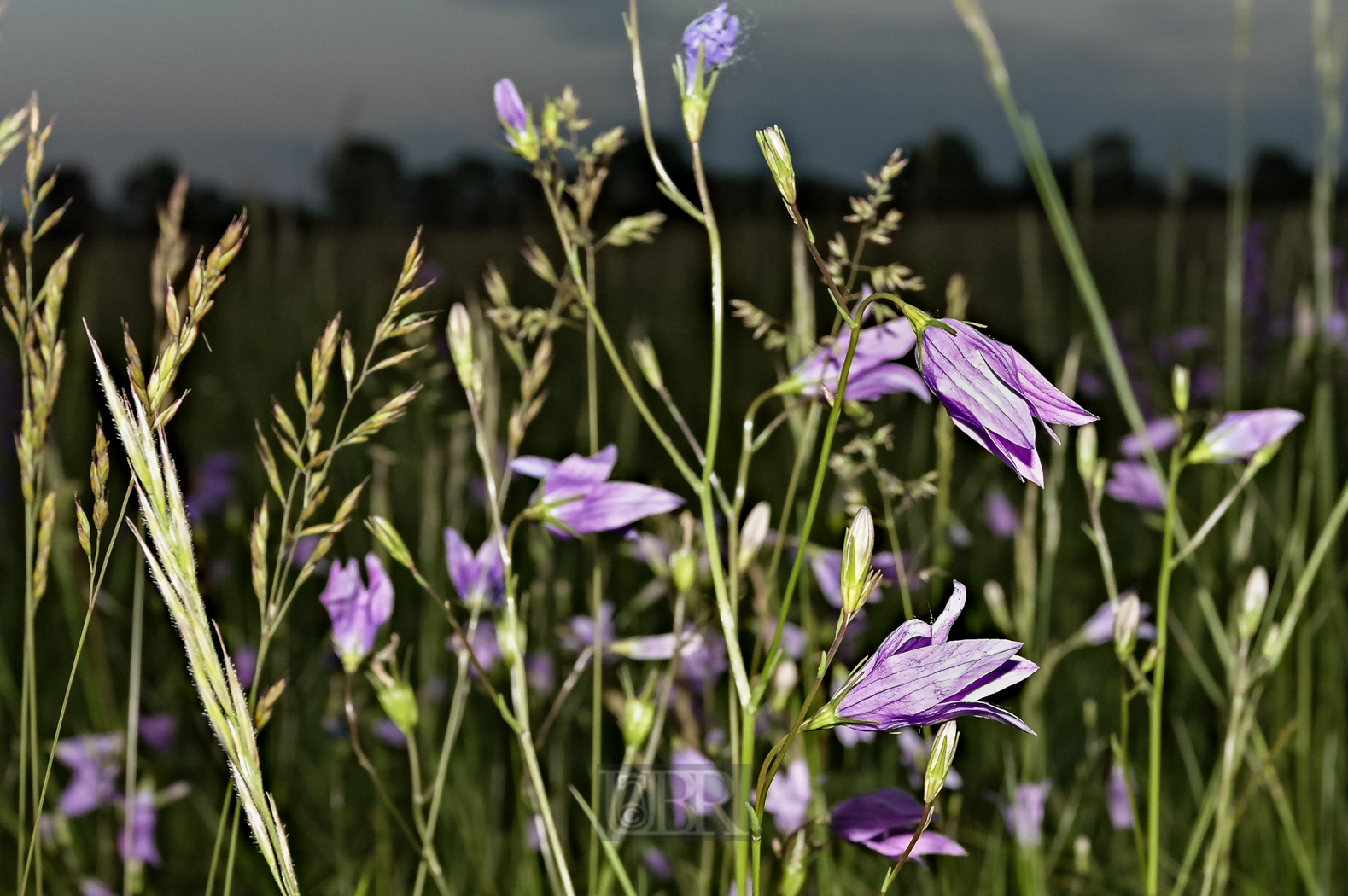 wiesen_glockenblume_geblitzt