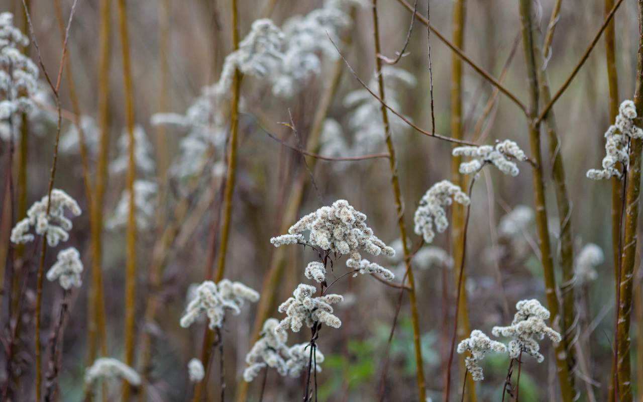 golddrute_im_herbst_53