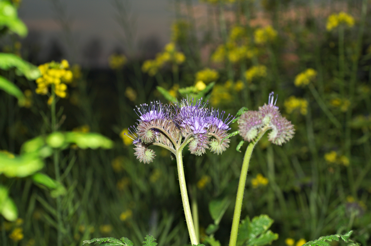 phacelia_rainfarn2