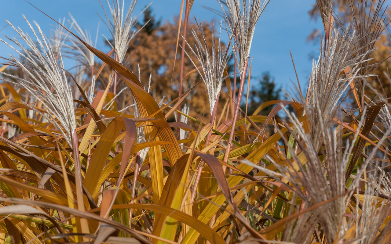 schilfrohr_reet_herbst_08