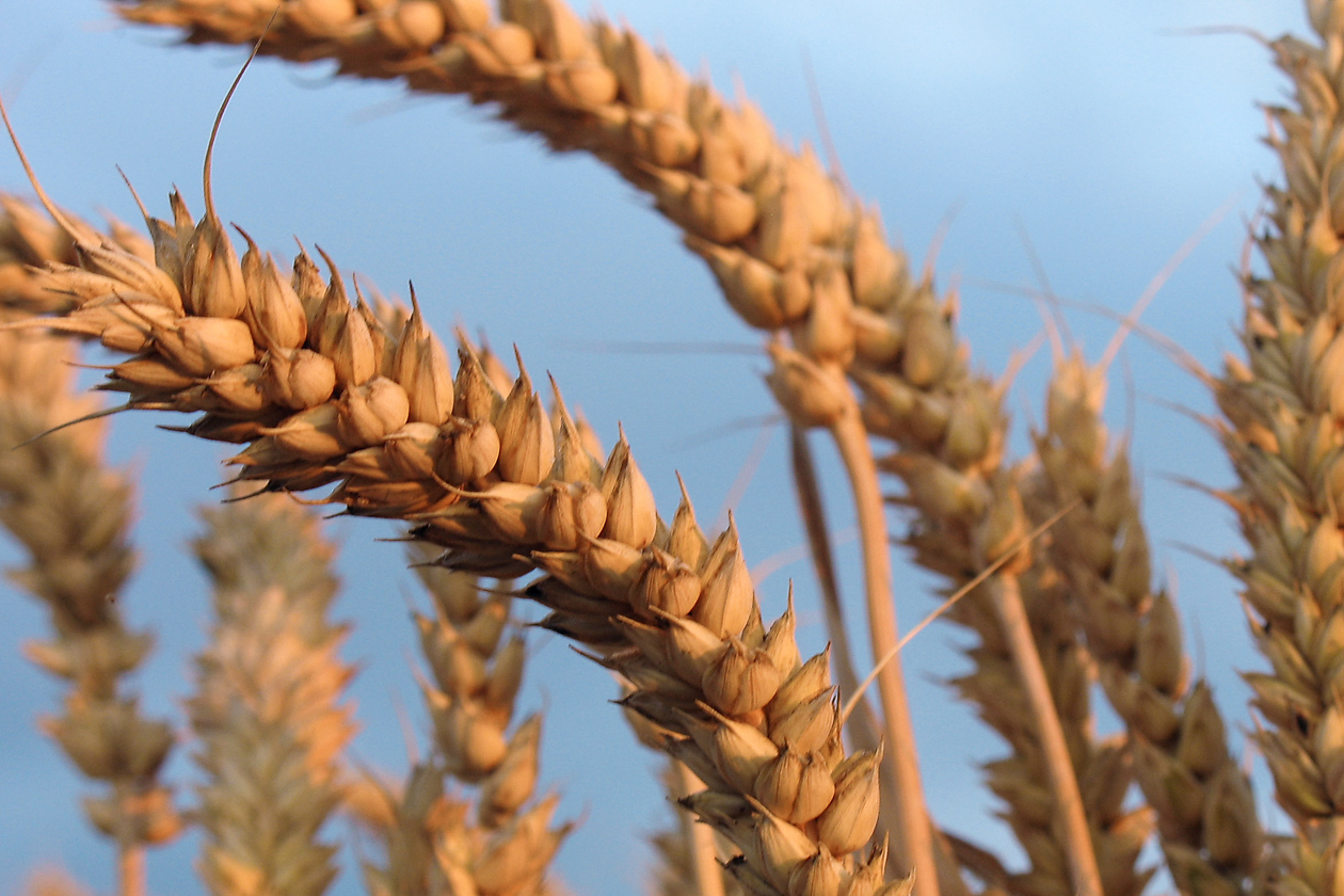 weizen_bald_erntereif_detail