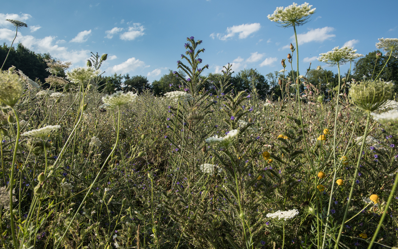 wiese_blumen_sommer_2021_1