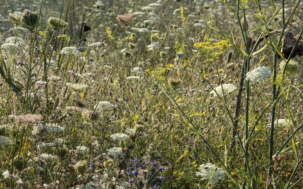 wiese_blumen_sommer_2021_2