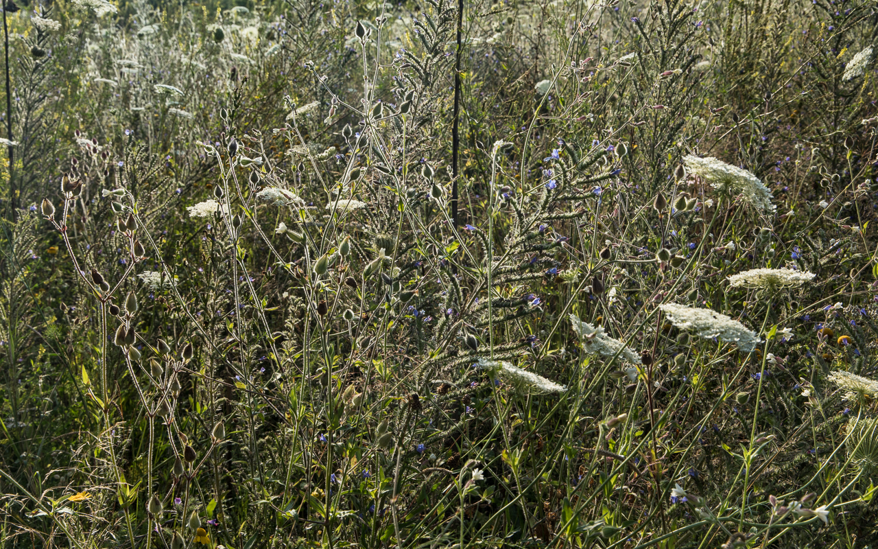 wiese_blumen_sommer_2021_3