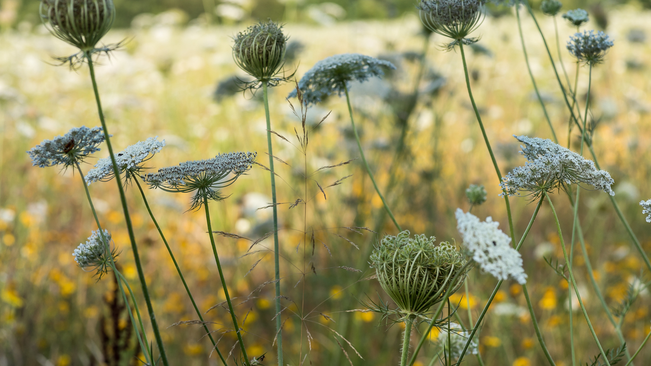 wiese_blumen_sommer_2021_8