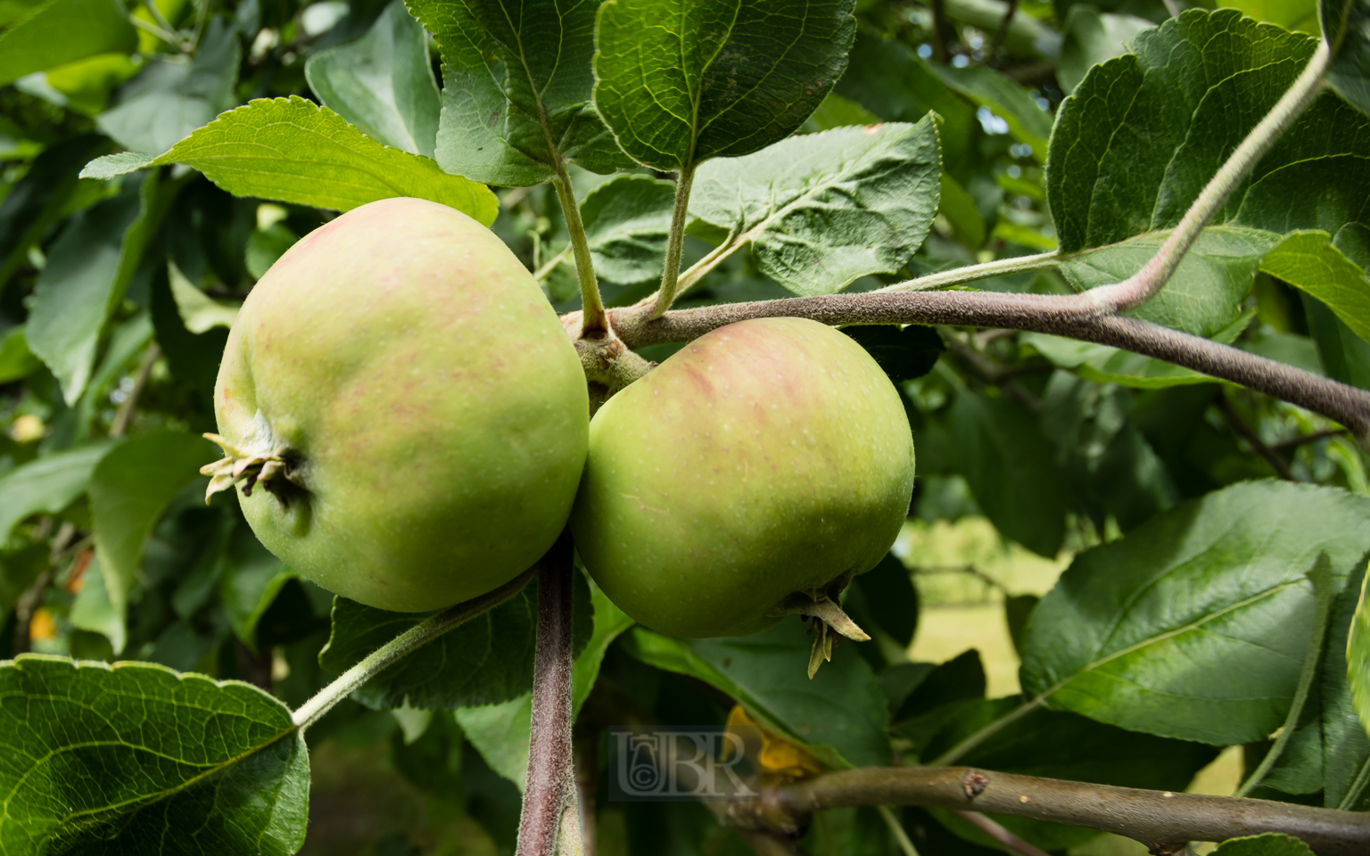 aepfel_juni_2025_1