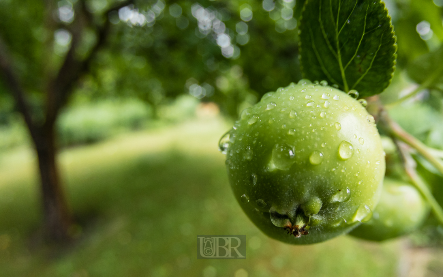 aepfel_juni_2025_2