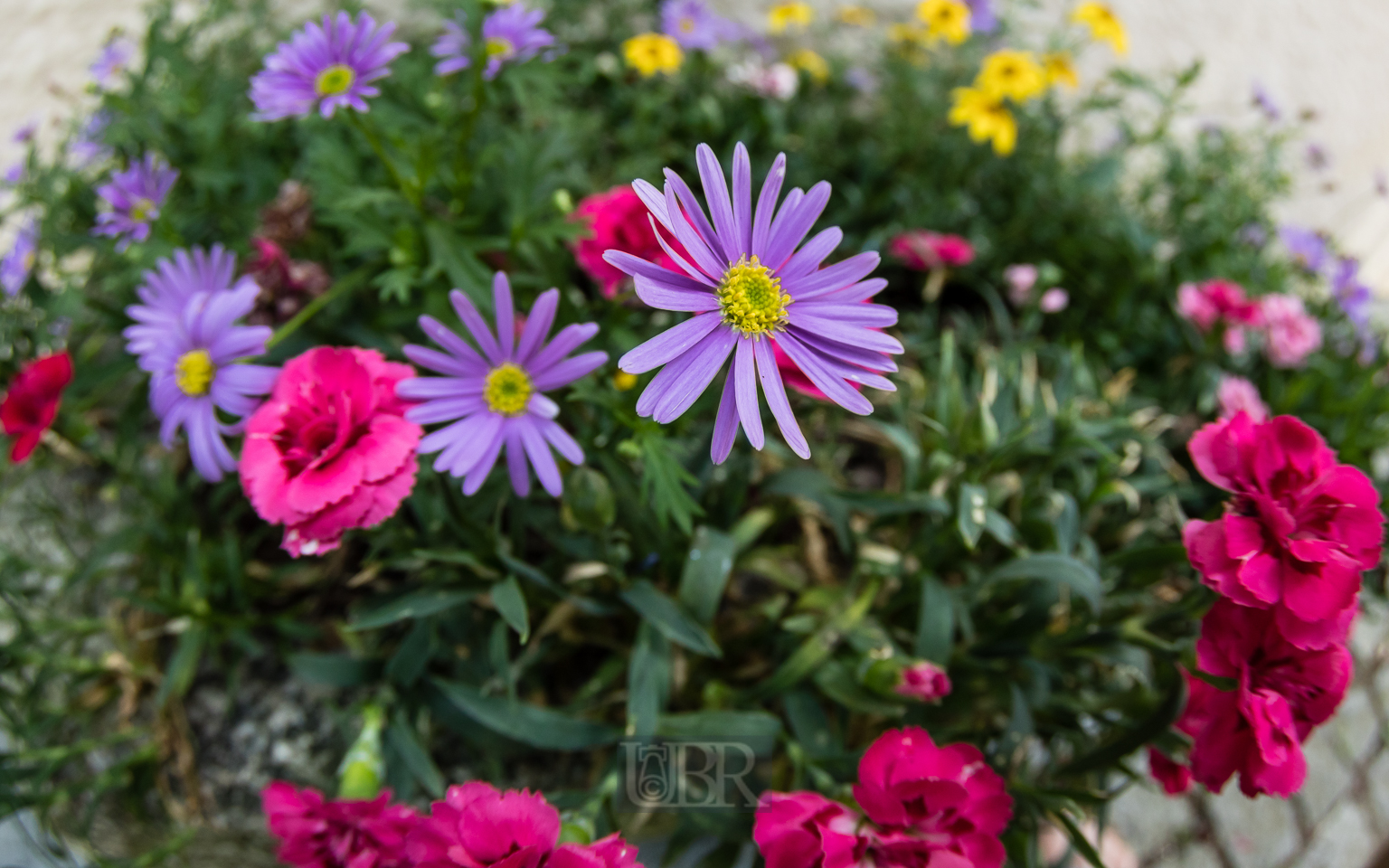 blumen_im_trog