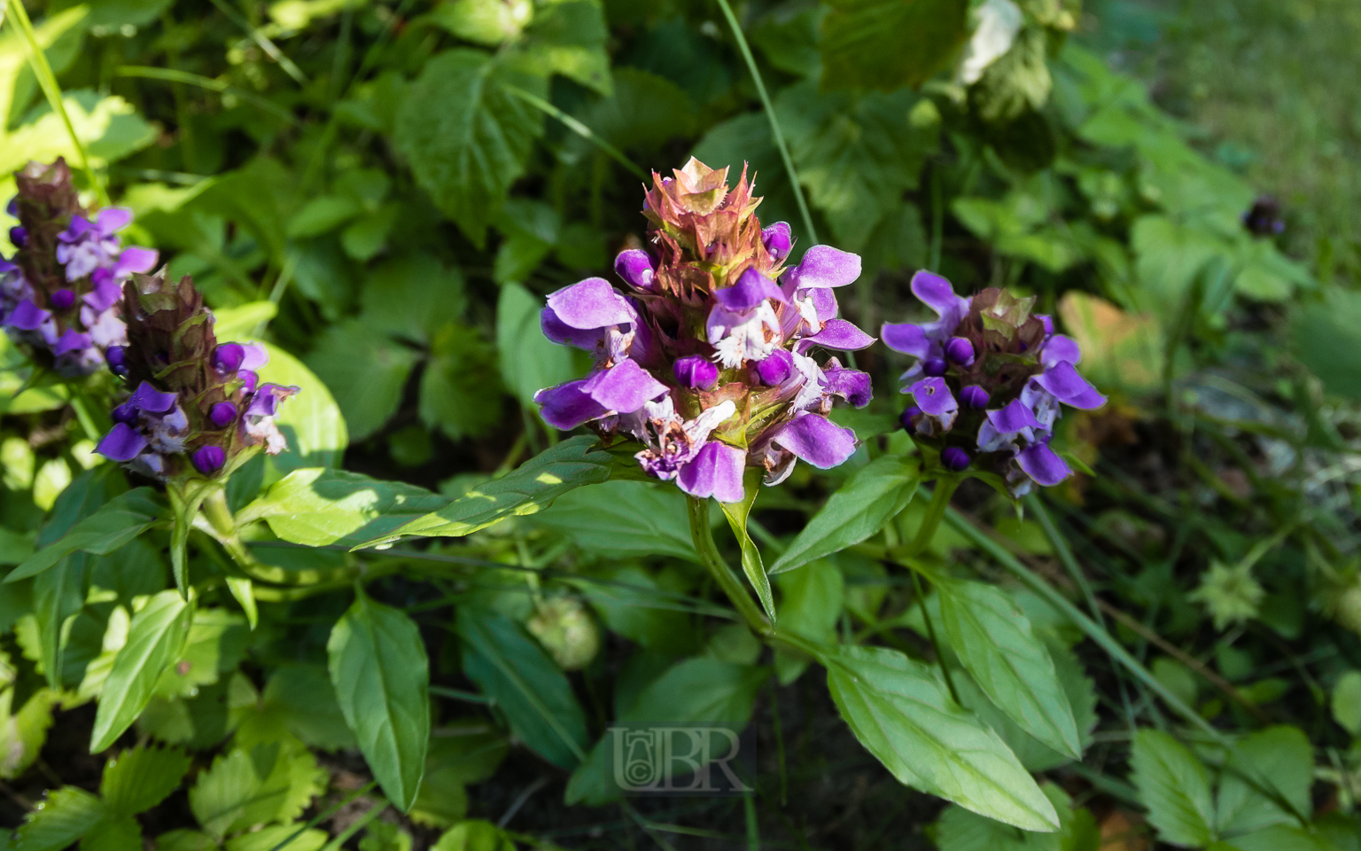 braunelle_prunella_bowoe_1