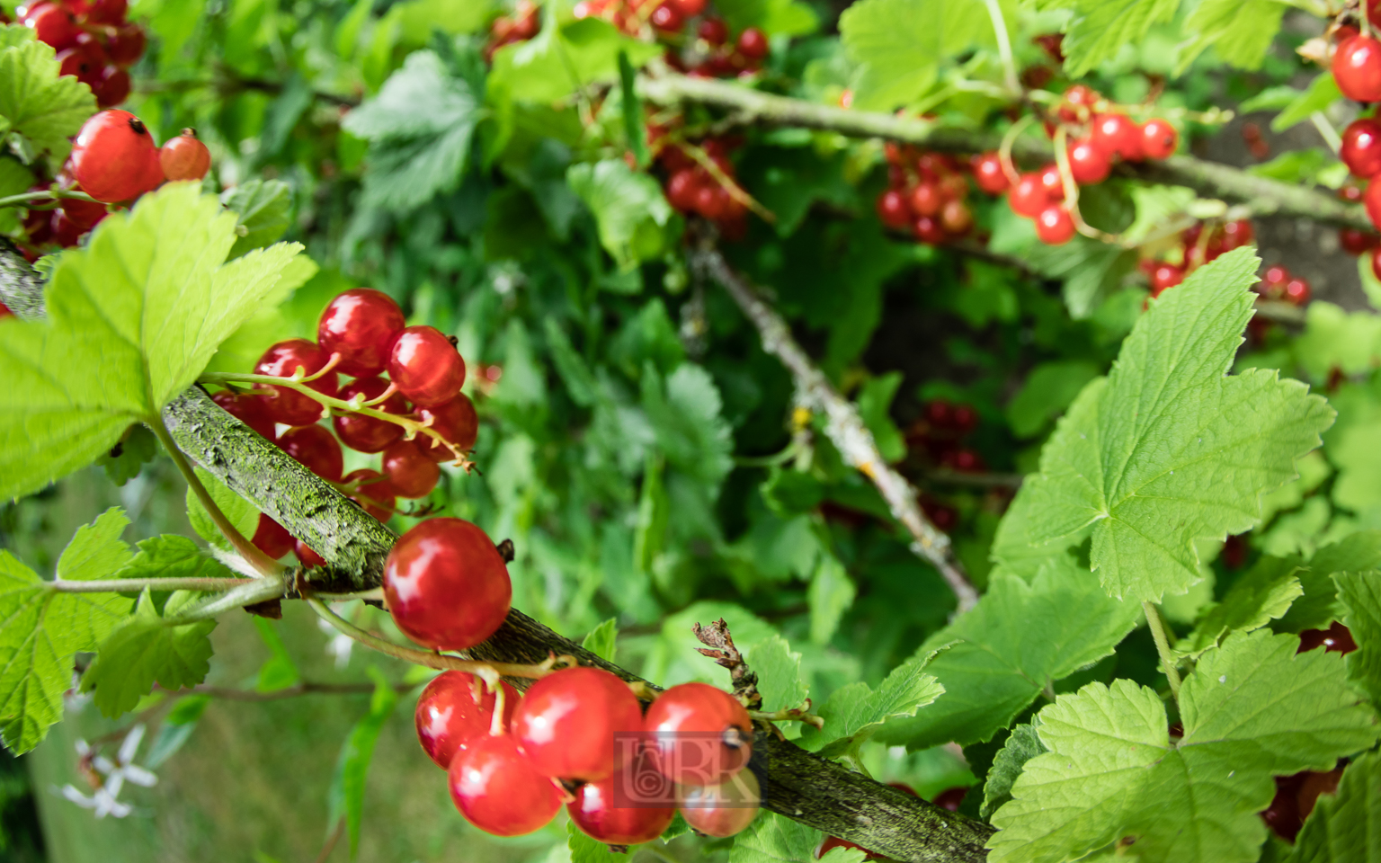 johannisbeere_rot