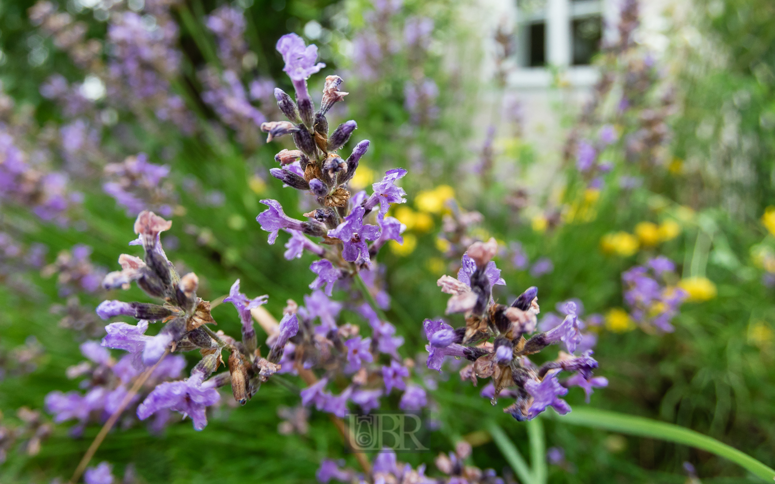 lavendel_bluete_2025_1