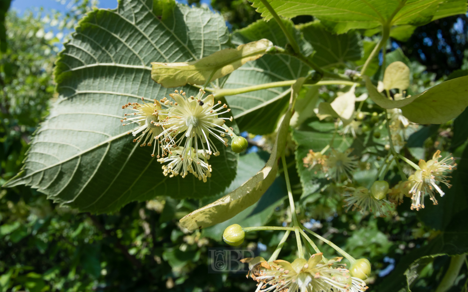 linden_blueten_2025_1
