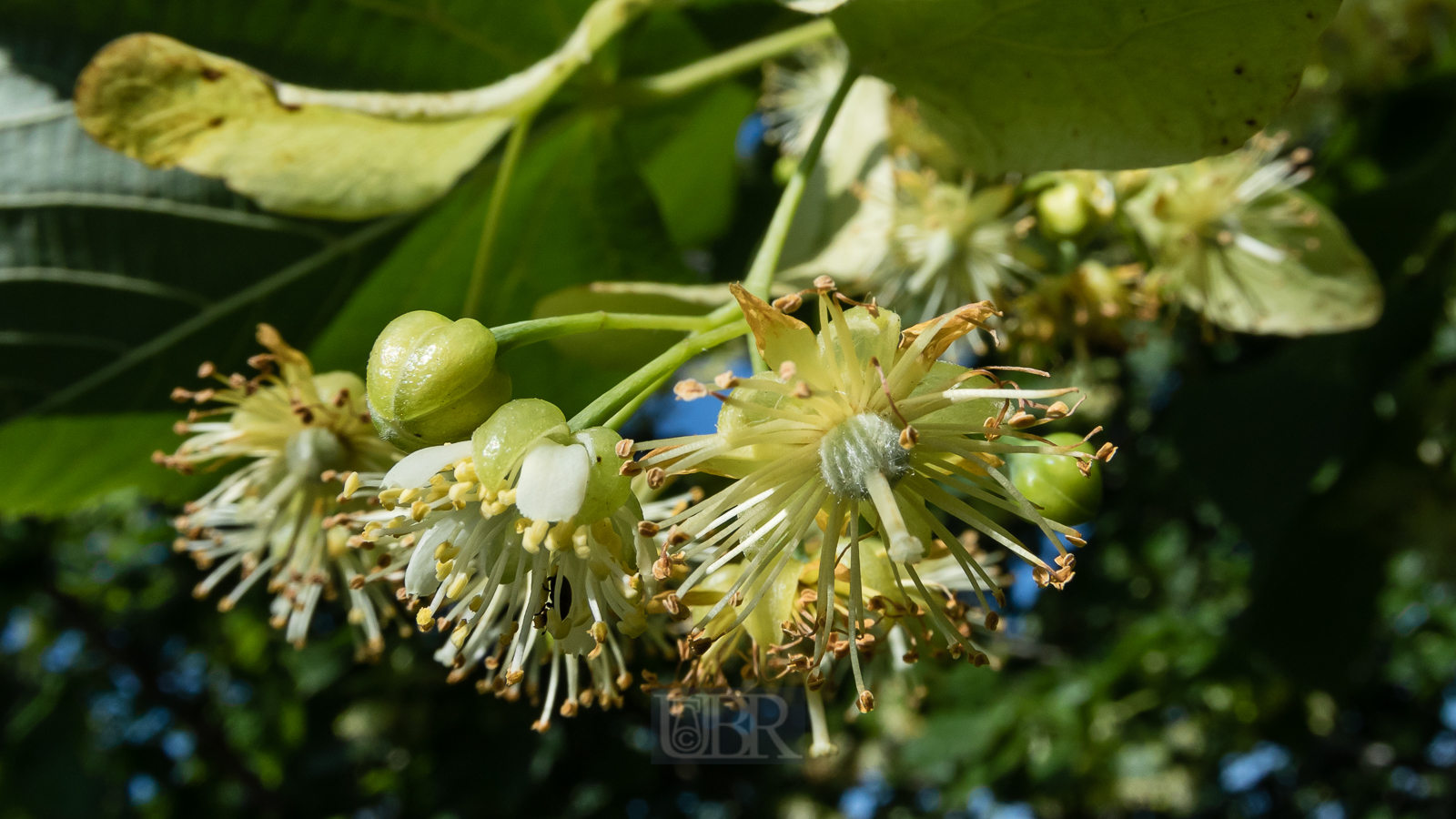 linden_blueten_2025_2