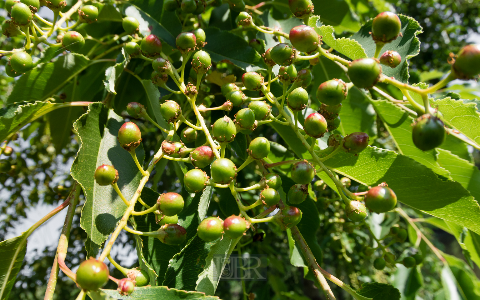 traubenkiesche_fruechte_1