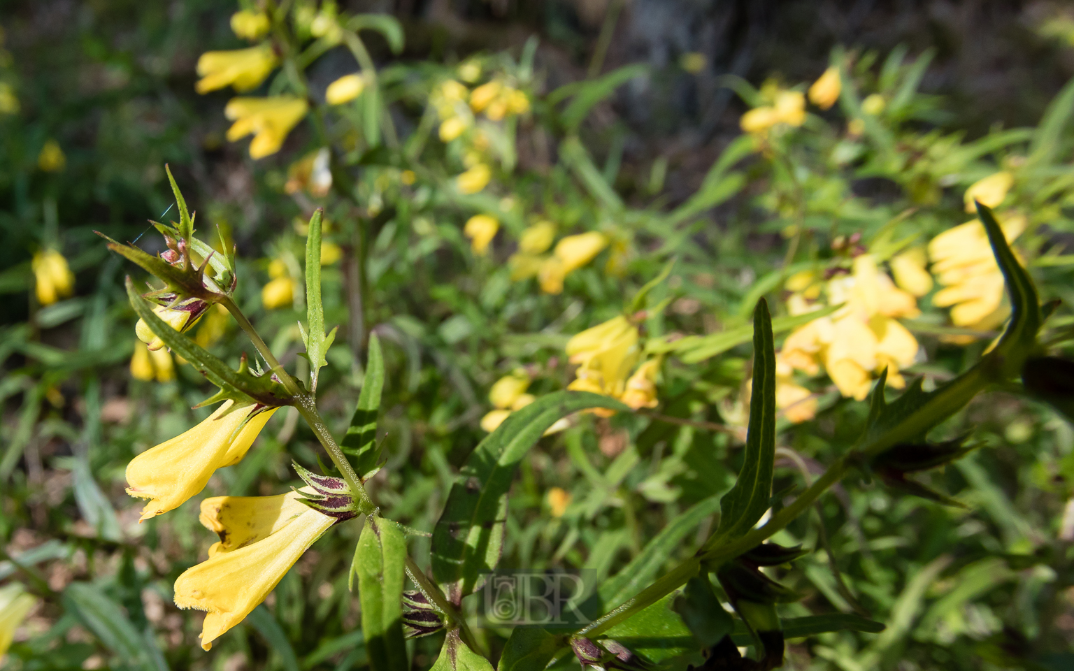 wachtelweizen_melampyrum_1