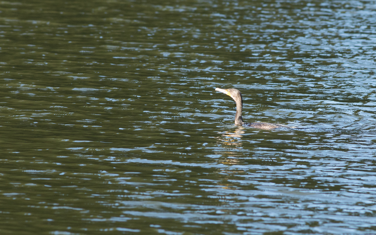 Kormoran im Hammersee auf Fischsuche