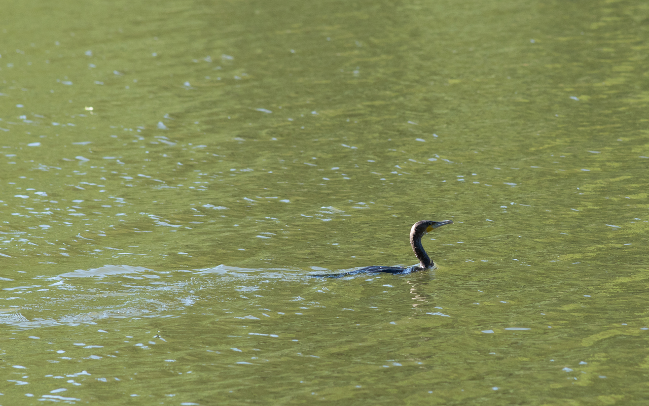 Kormoran im Hammersee auf Fischsuche