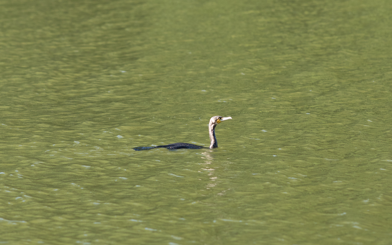 Kormoran im Hammersee auf Fischsuche