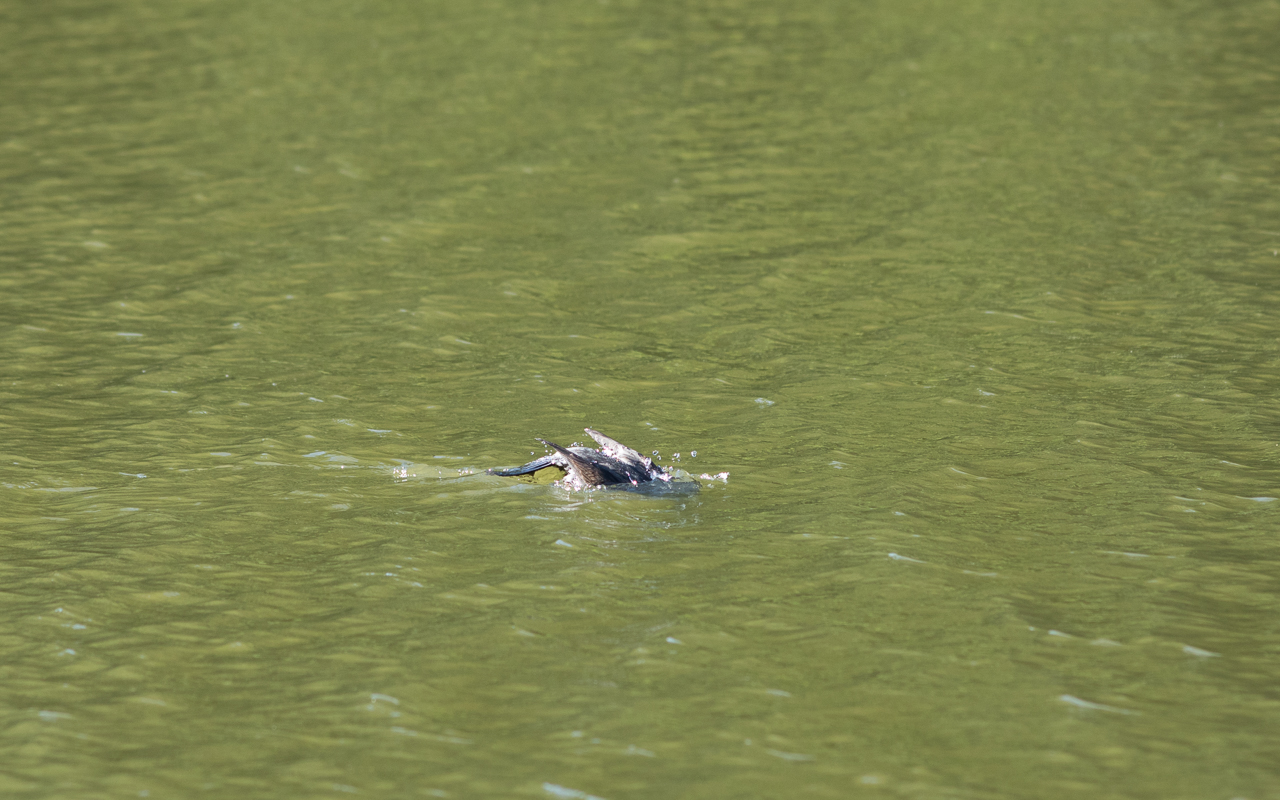 Kormoran im Hammersee auf Fischsuche