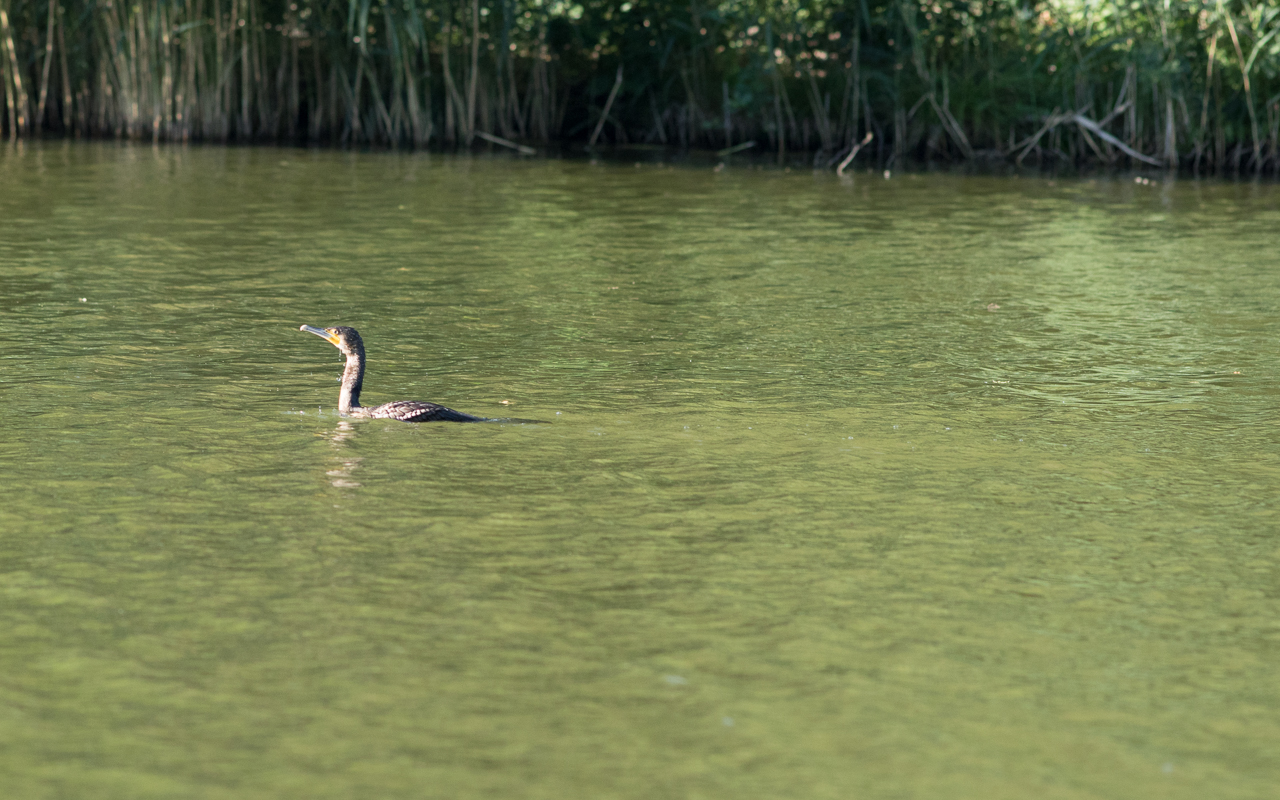 Kormoran im Hammersee auf Fischsuche