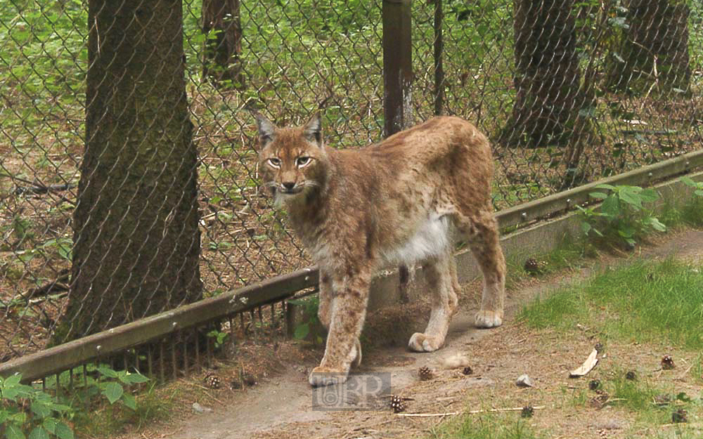 luchs_01