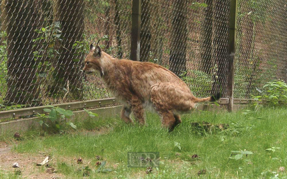 luchs_02