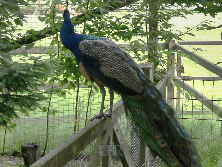 pfau