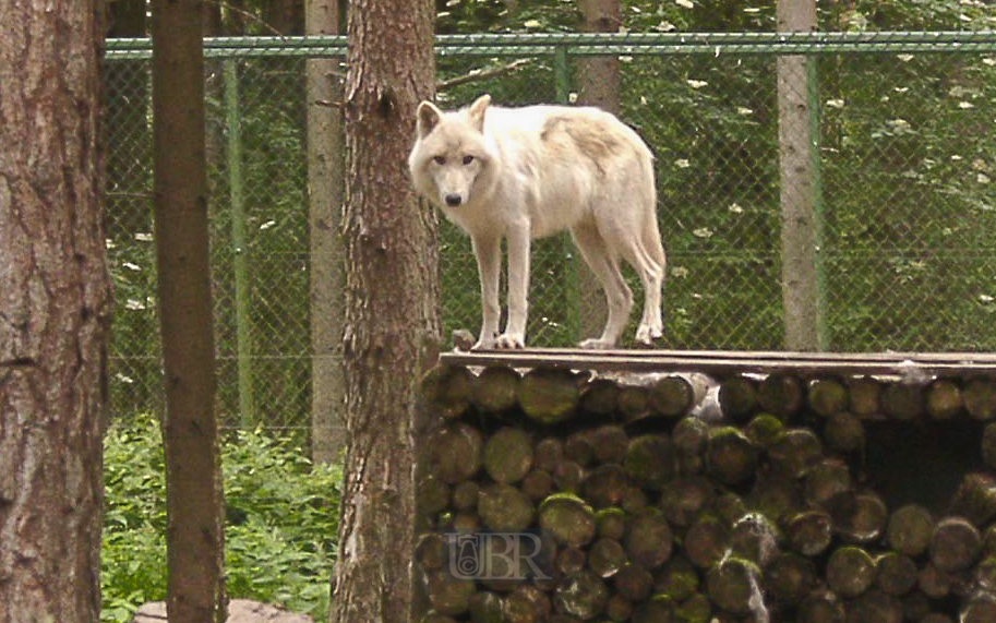 wolf_schnee_01