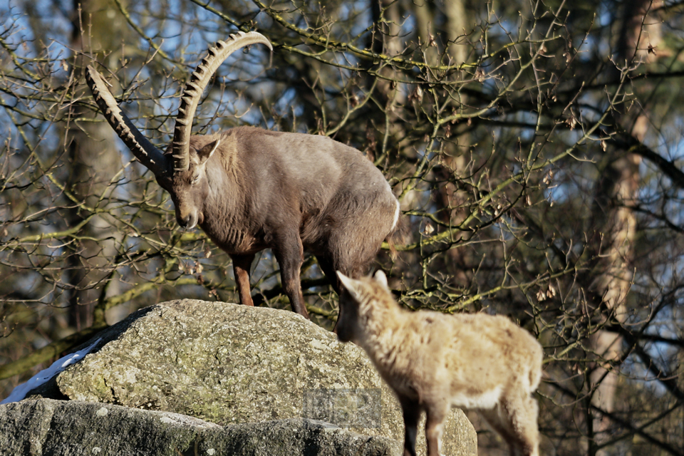 steinbock